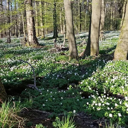 Lovely In Hesse Daire