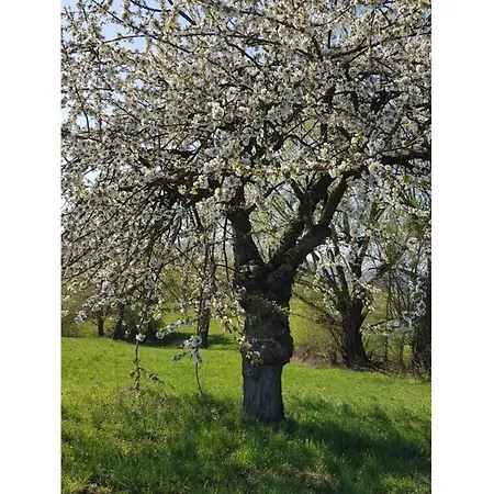 Lovely In Hesse Hitzerode