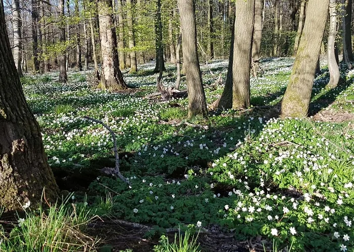 Lovely In Hesse Lägenhet