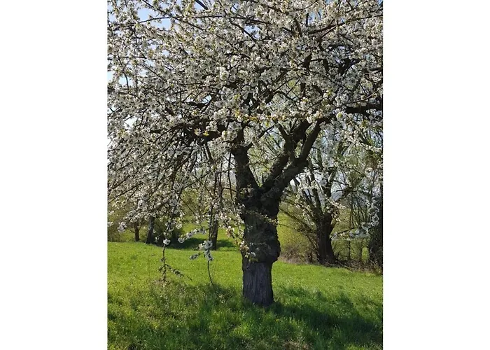 Lovely In Hesse Hitzerode